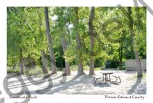 Sandbanks Dunes Tree Row #4398