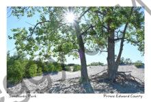 Sandbanks Dunes Tree Sunburst #4399