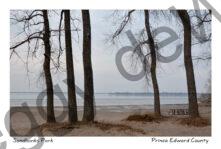 Sandbanks Dunes Tree Trunks #4094