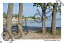 Sandbanks Dunes Trees Four #4400