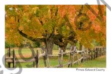 Sandbanks Fence Birdhouse Fall #4095