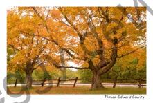 Sandbanks Fence Trees Fall #4098