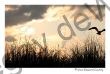 Sandbanks Grass Bird #3609