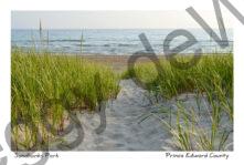 Sandbanks Grass Path #3784