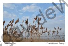 Sandbanks Grass Plumbs #4099