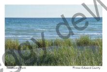 Sandbanks Grassy Shore #3785