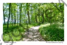 Sandbanks Lakeshore Path #4433