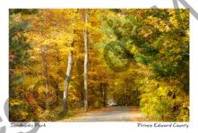 Sandbanks Lane Fall (2) #2665