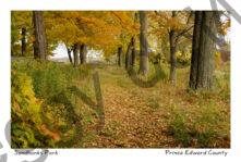 Sandbanks Lane Fall #2288