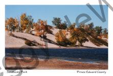 Sandbanks Man & Boy #195