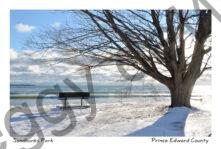 Sandbanks Outlet Bench Tree View Winter #3342