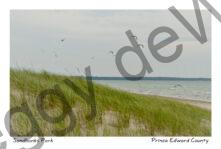 Sandbanks Outlet Grass #4301