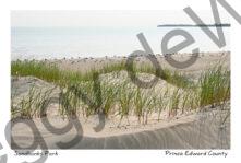 Sandbanks Outlet Sand & Grass #4649