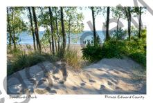 Sandbanks Outlet Sand Trees #3955