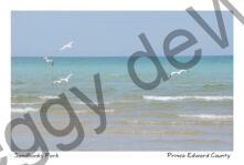 Sandbanks Outlet Seagulls Flying #4180