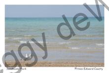 Sandbanks Outlet Seagulls Two #4181