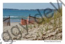 Sandbanks Outlet Snowfence Grass #3358
