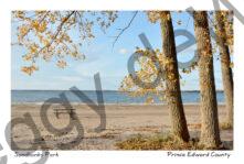 Sandbanks Outlet Tree Trunks Fall #4104