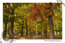 Sandbanks Park Fall 2 #2285