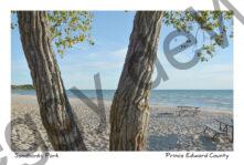 Sandbanks Richardson Tree Trunks #3369