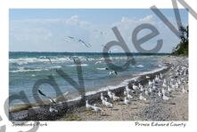 Sandbanks Seagulls Along Shore #4425