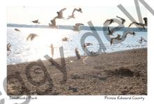 Sandbanks Seagulls Girl #3797