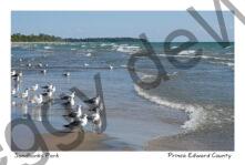 Sandbanks Seagulls Standing #4427