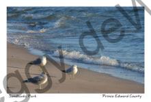 Sandbanks Shore Three Seagulls #3373