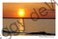 Sandbanks Sunset Birds #3379