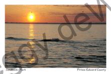 Sandbanks Sunset Birds #3379