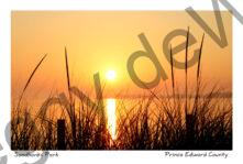 Sandbanks Sunset Grass Tall #3801