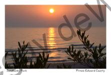 Sandbanks Sunset Plant Foreground #3380