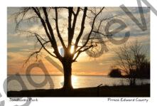 Sandbanks Sunset Tree #4108