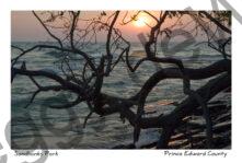 Sandbanks Sunset Tree #753