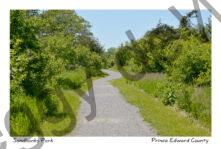 Sandbanks Trail #4182