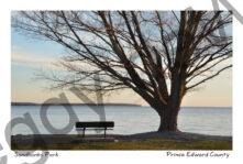 Sandbanks Tree Bench Silhouette #4109