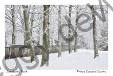 Sandbanks Trees Fence Winter #3382