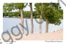 Sandbanks West Lake 4 Trees #4307