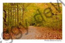 Sandbanks West Pt Lane Fall Leaves #4118