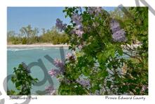 Sandbanks West Pt Lilacs #3810