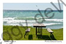 Sandbanks West Pt Picnic Table Gulls #3392