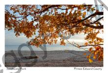 Sandbanks West Pt Shore Fall #4124