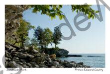 Sandbanks West Pt Tree #1585