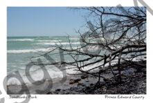 Sandbanks West Pt Tree Limbs #4187