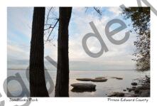 Sandbanks West Pt Tree Trunks #4131