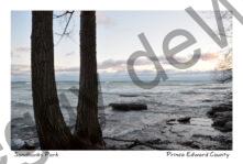 Sandbanks West Pt Tree Trunks Stones #4130