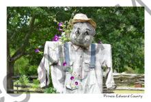 Scarecrow Morning Glories #4529