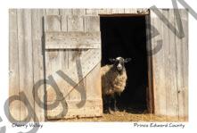 Sheep Barn Door #3043