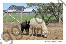 Sheep Black Lamb Mom #4441