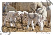 Sheep Butting Heads #4442